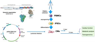 Ectopic expression of SARS-CoV-2 S and ORF-9B proteins alters metabolic profiles and impairs contractile function in cardiomyocytes